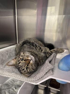 Elmer, Adult Male Domestic Short Hair