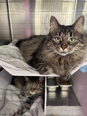 Lucy, Adult Female Domestic Medium Hair