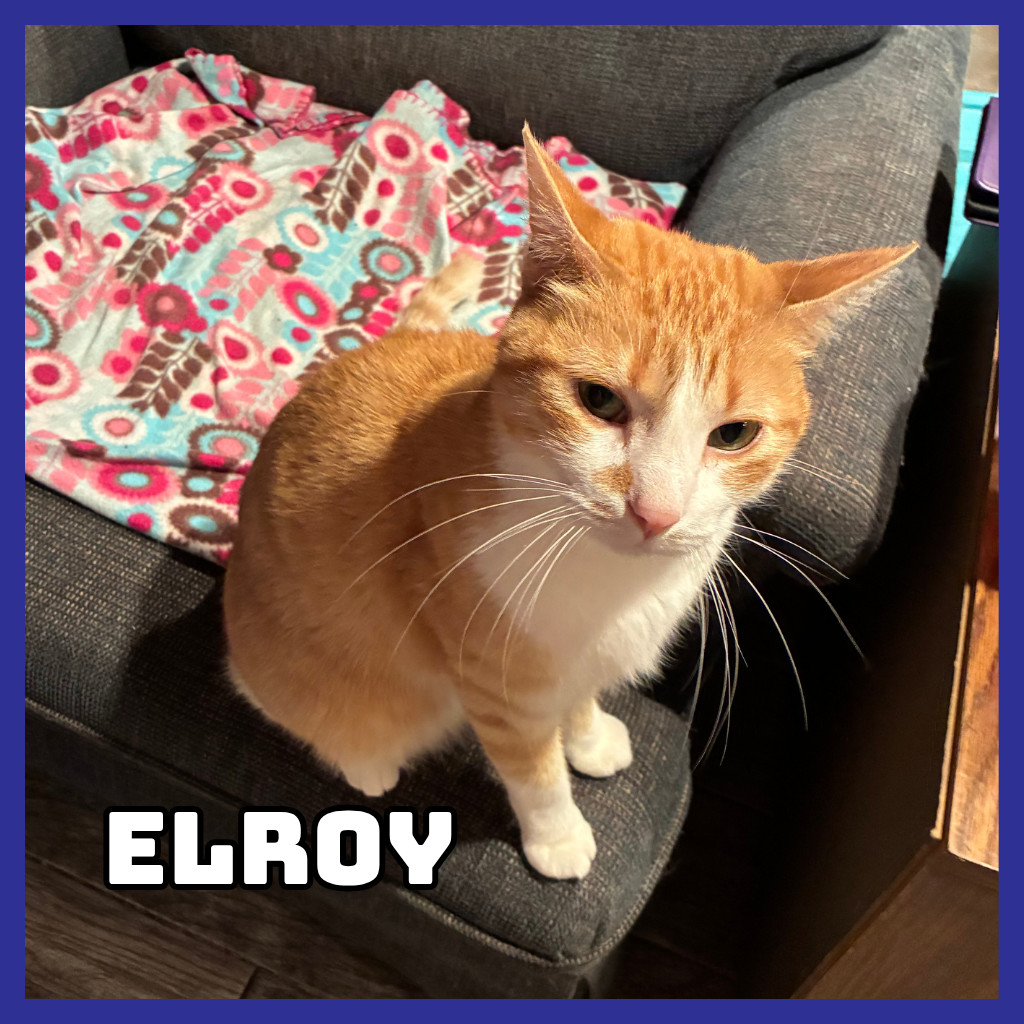 Elroy, an adoptable Domestic Short Hair in Glenwood, MN, 56334 | Photo Image 1
