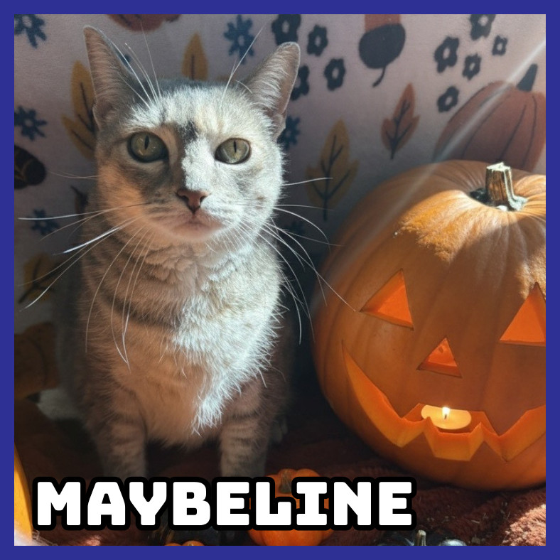 Maybeline, an adoptable Domestic Short Hair in Glenwood, MN, 56334 | Photo Image 1