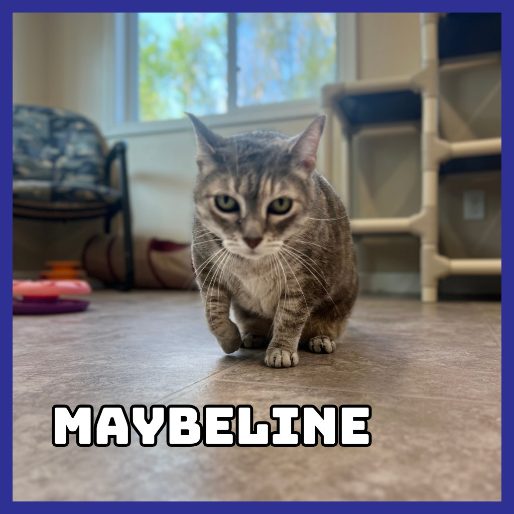 Maybeline, an adoptable Domestic Short Hair in Glenwood, MN, 56334 | Photo Image 2