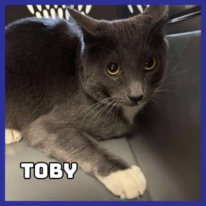 Toby, Senior Male Domestic Short Hair