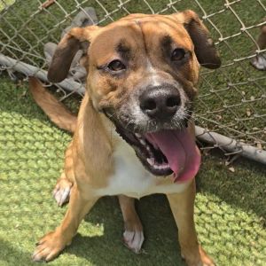 Ivan, Young Male Boxer