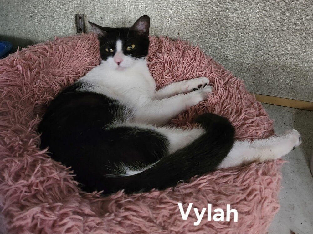 Vylah 7421