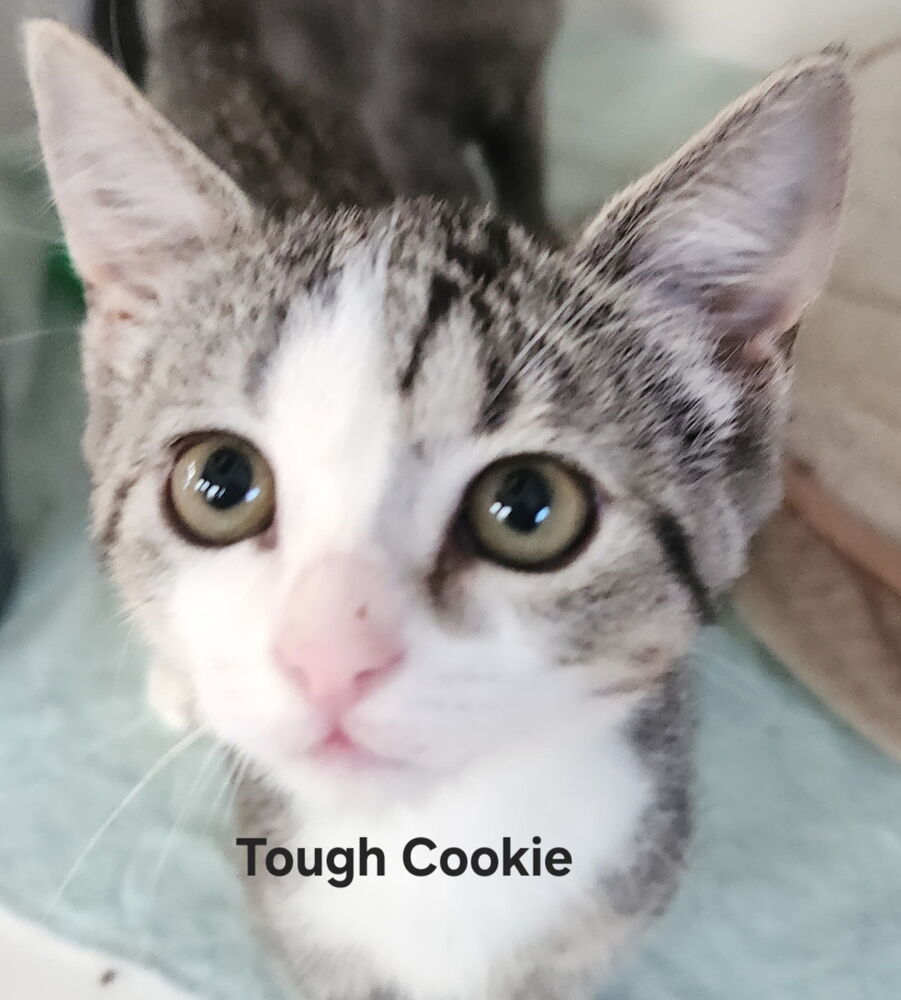Tough Cookie 7431