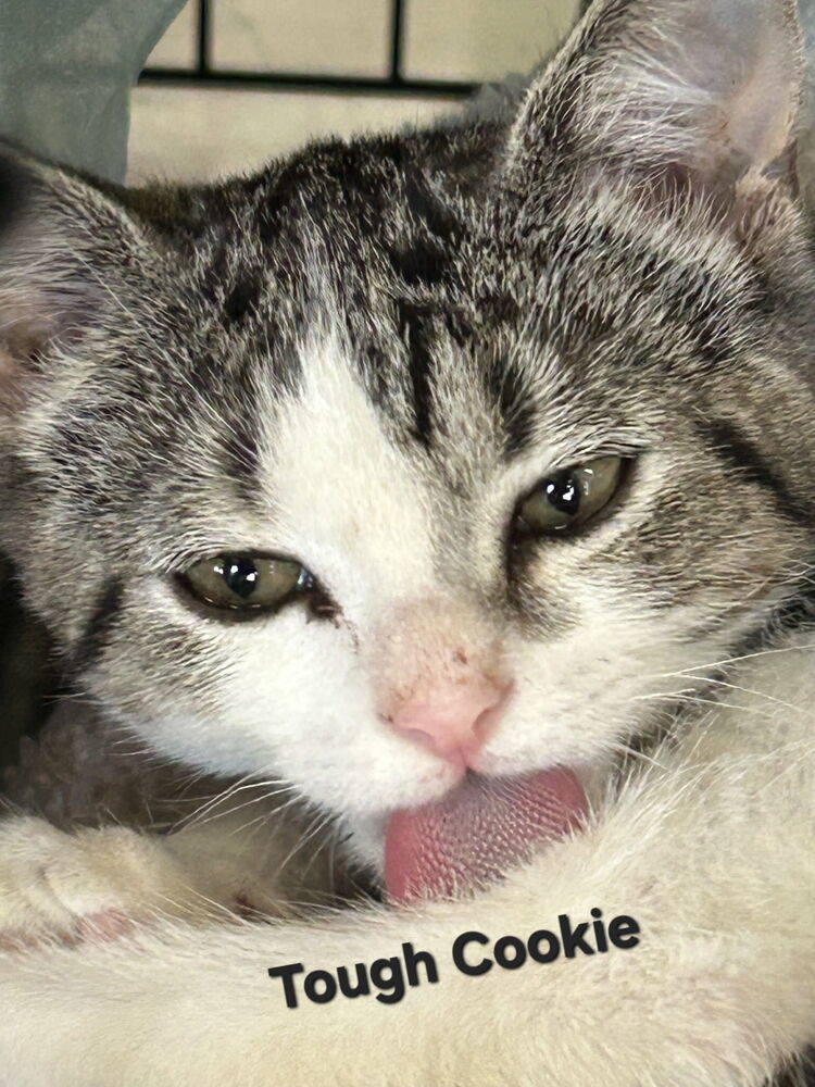 Tough Cookie 7431