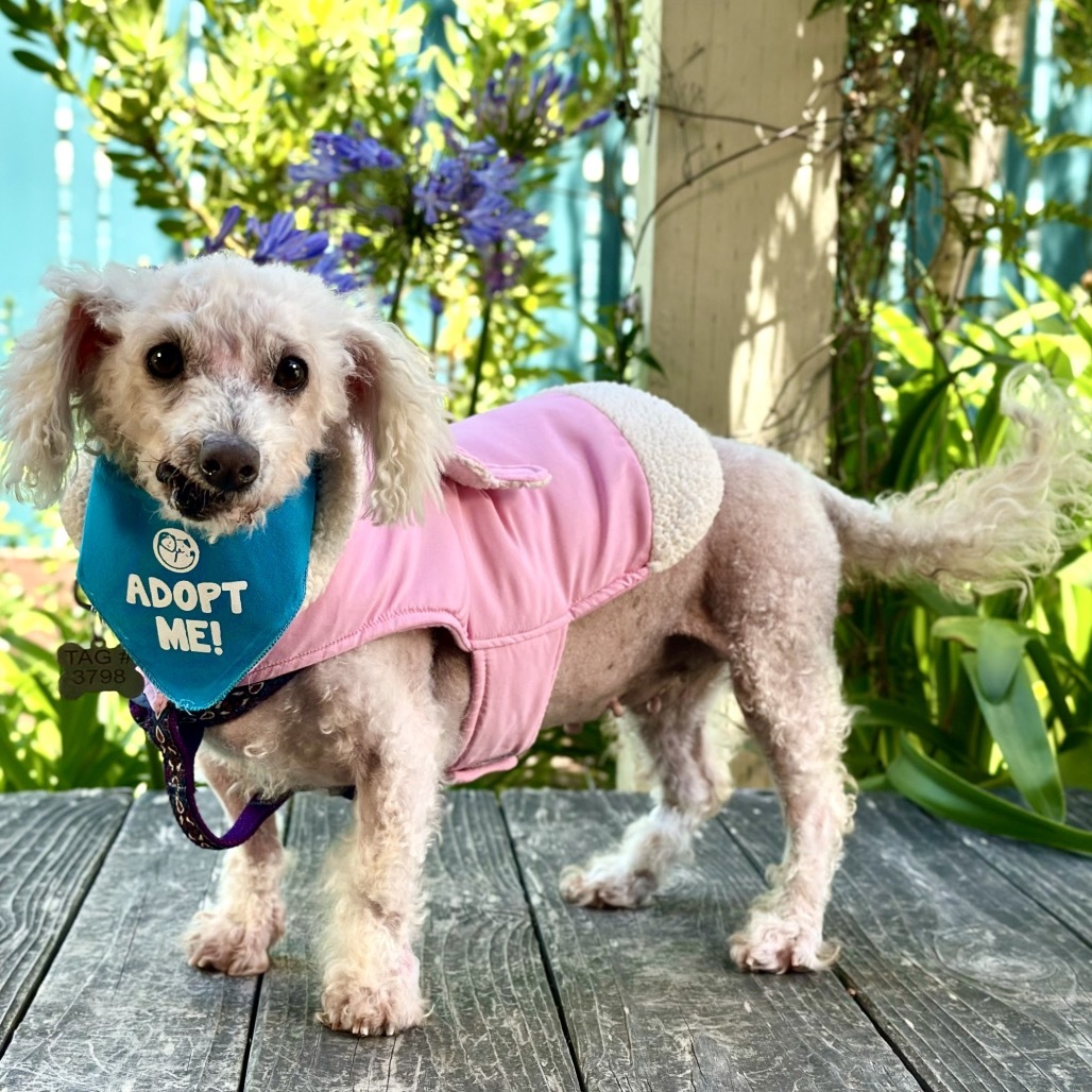 Mimi