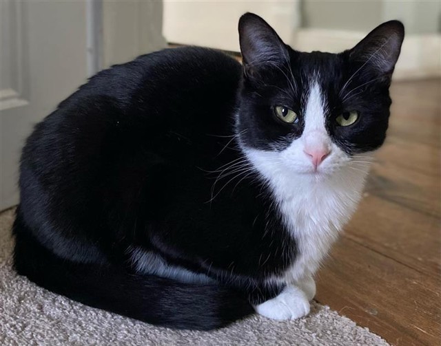 NOVA