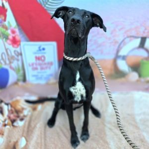 I WAS FOUND AT 300 BLK E NEECE ST LONG BEACH CA 90805 IN LONG BEACHMy adoption evaluation date is