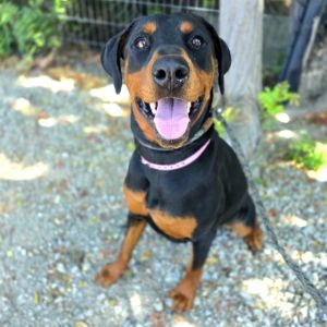 I WAS FOUND AT 13800 BLK ARTESIA BLVD CERRITOS CA 90703 IN CERRITOSMy adoption evaluation date is