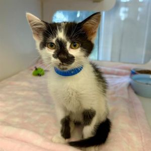 I WAS FOUND AT 500 BLK E PLEASANT ST LONG BEACH CA IN LONG BEACHMy adoption e