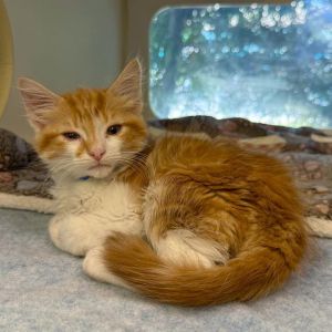 I WAS FOUND AT 500 BLK E PLEASANT ST LONG BEACH CA IN LONG BEACHMy adoption evaluation date is 05