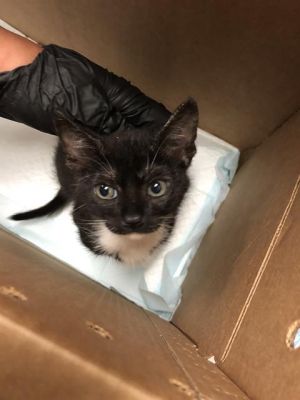 I WAS FOUND AT 1000 BLK E HILL ST LONG BEACH CA 90806 IN LONG BEACHMy adoption evaluation date is