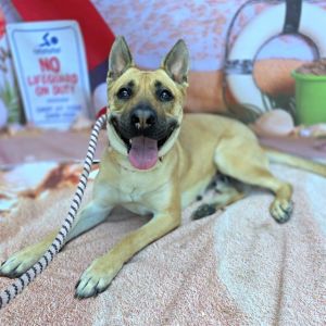 I WAS FOUND AT 100 BLK PACIFIC AVE LONG BEACH CA 90802 IN LONG BEACHMy adoption evaluation date is