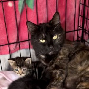 Meet Mama Moana  Her Island Crew - Maui Simea and Matangi Found surviving on the streets Mama Mo