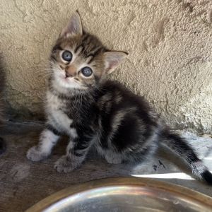 Meet Mama Moana  Her Island Crew - Maui Simea and Matangi Found surviving on the streets Mama Mo