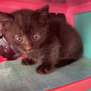 Meet Mama Moana  Her Island Crew - Maui Simea and Matangi Found surviving on the streets Mama Mo