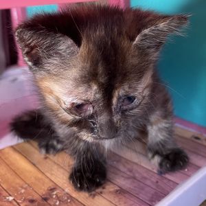 Meet Mama Moana  Her Island Crew - Maui Simea and Matangi Found surviving on the streets Mama Mo