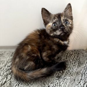 Sutton - tiny gentle calm snuggly Smallest of the litter Goes crosseyed for
