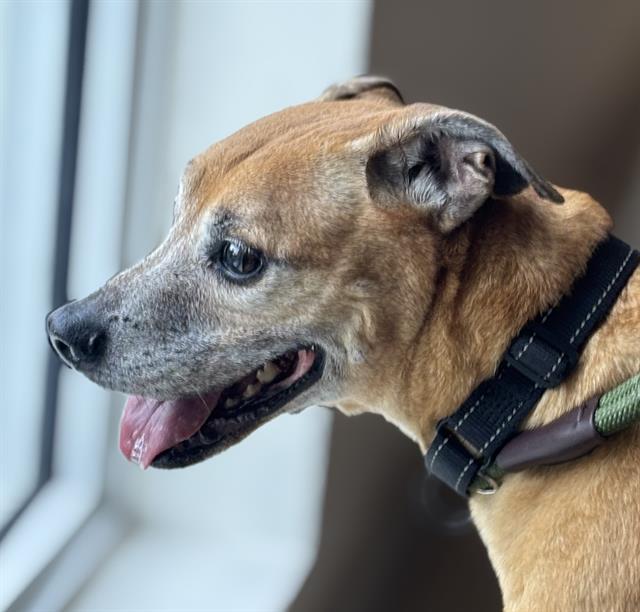 BANDIT, an adoptable Whippet in Miami, FL, 33122 | Photo Image 1