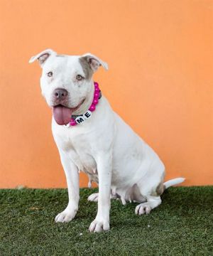 ZARA Pit Bull Terrier Dog