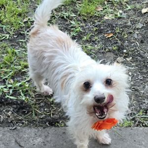 Ally is a beautiful dog She loves attention and to be petted or just hanging out with you snuggled