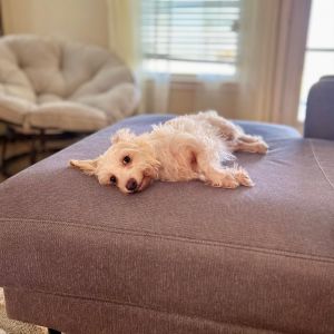 Ally is a beautiful dog She loves attention and to be petted or just hanging out with you snuggled