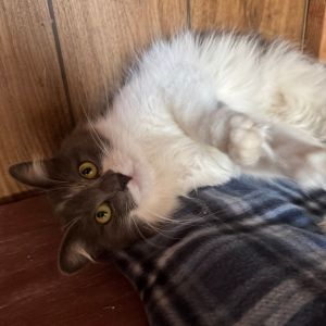 Say hello to Diana a stunning fluffball with a heart as soft as her fur This gorgeous girl is as