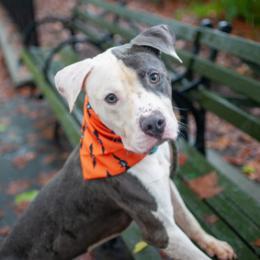 Mystery is a 2-year 9-month-old mixed breed male dog who is super cute and weighs 53 pounds With h