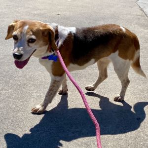 Zoe -Costa Mesa Location, Senior Female Beagle