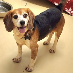 Breezy-Chino Hills Location, Adult Male Beagle