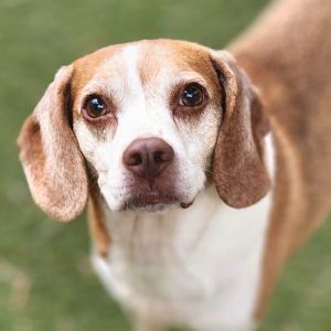 Biscuit-Chino Hills Location, Senior Female Beagle
