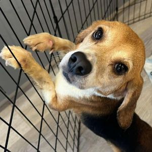 Fields-Chino Hills Location, Adult Male Beagle