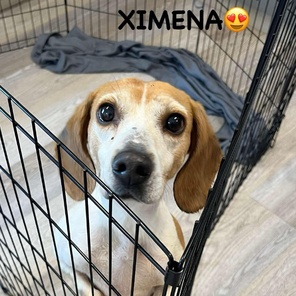 Ximena-Costa Mesa Location