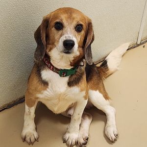 Stone-Chino Hills Location, Adult Male Beagle