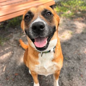 Conga, Adult Female Mixed Breed
