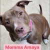 Amaya photo 1
