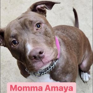 Amaya, Young Female Pit Bull Terrier