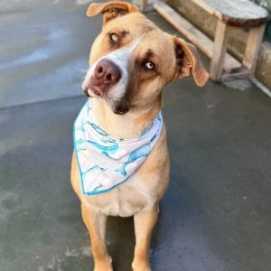 Meet Barry This big boy is ready for a home Weighing in at around 90 lbs Barry is a total