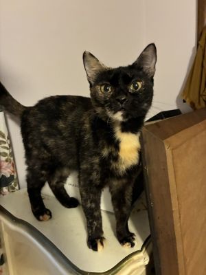 Alluring Andrea, Young Female Domestic Short Hair