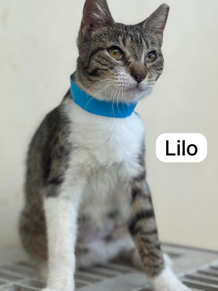 Impish Lilo