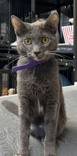 Lucky L, Baby Female Russian Blue
