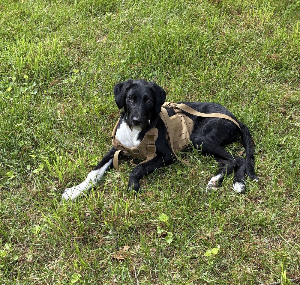 Totally Terrific Thumper, an adoptable Schnauzer, Labrador Retriever in Randolph, MA, 02368 | Photo Image 1