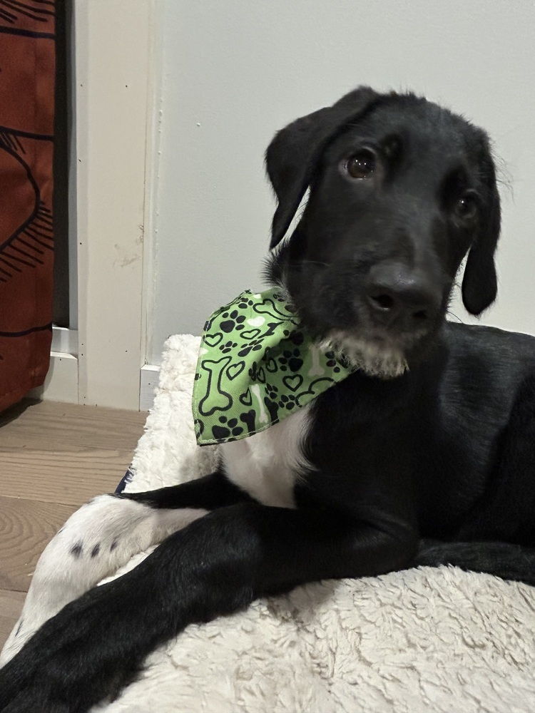 Totally Terrific Thumper, an adoptable Schnauzer, Labrador Retriever in Randolph, MA, 02368 | Photo Image 3