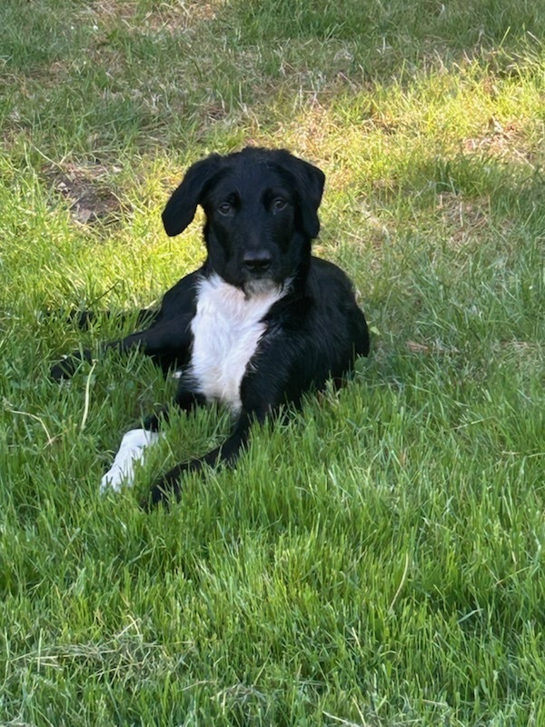 Totally Terrific Thumper, an adoptable Schnauzer, Labrador Retriever in Randolph, MA, 02368 | Photo Image 4