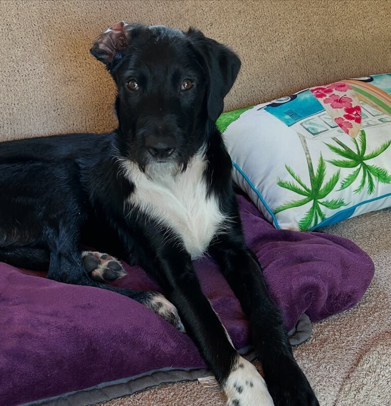 Totally Terrific Thumper, an adoptable Schnauzer, Labrador Retriever in Randolph, MA, 02368 | Photo Image 5