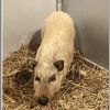 Possum photo 2