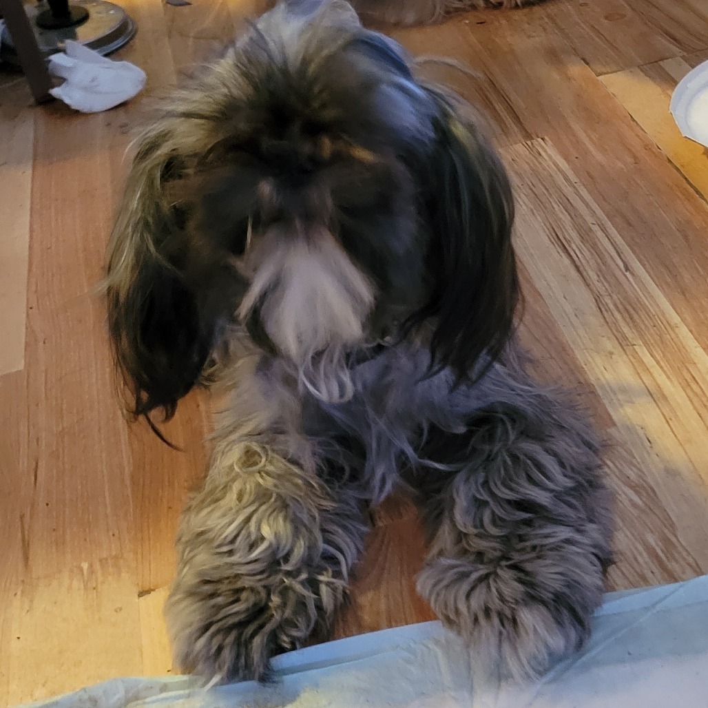 Bella