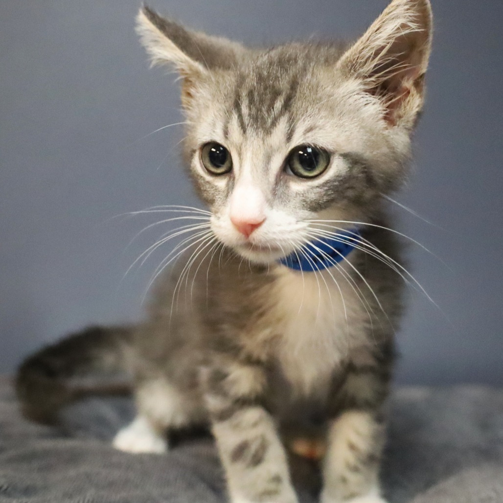 O'Malley
