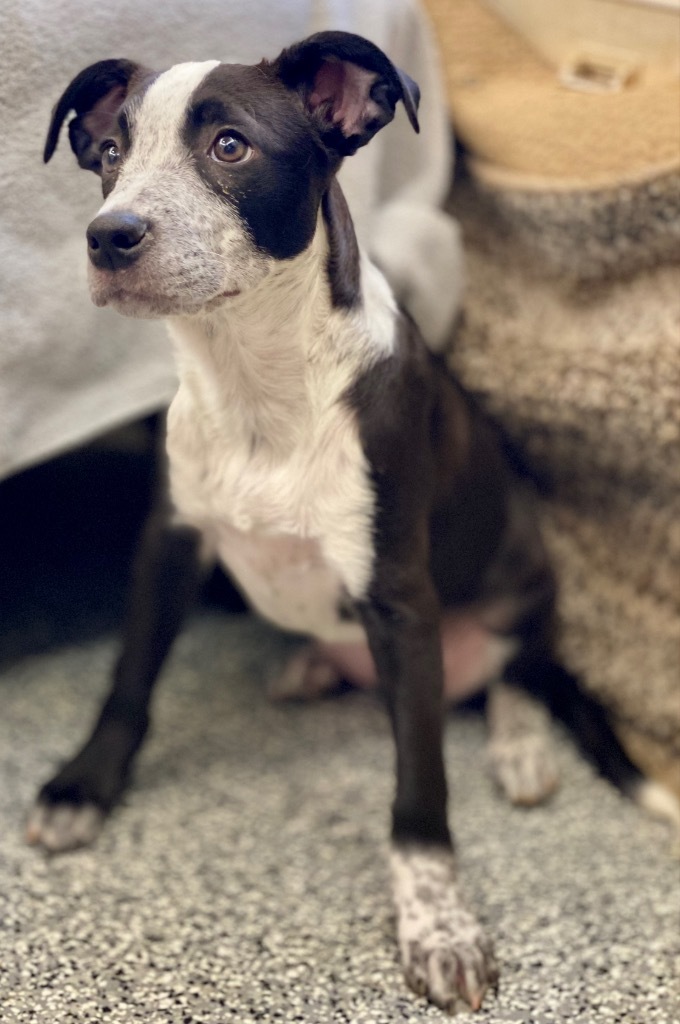 Evie